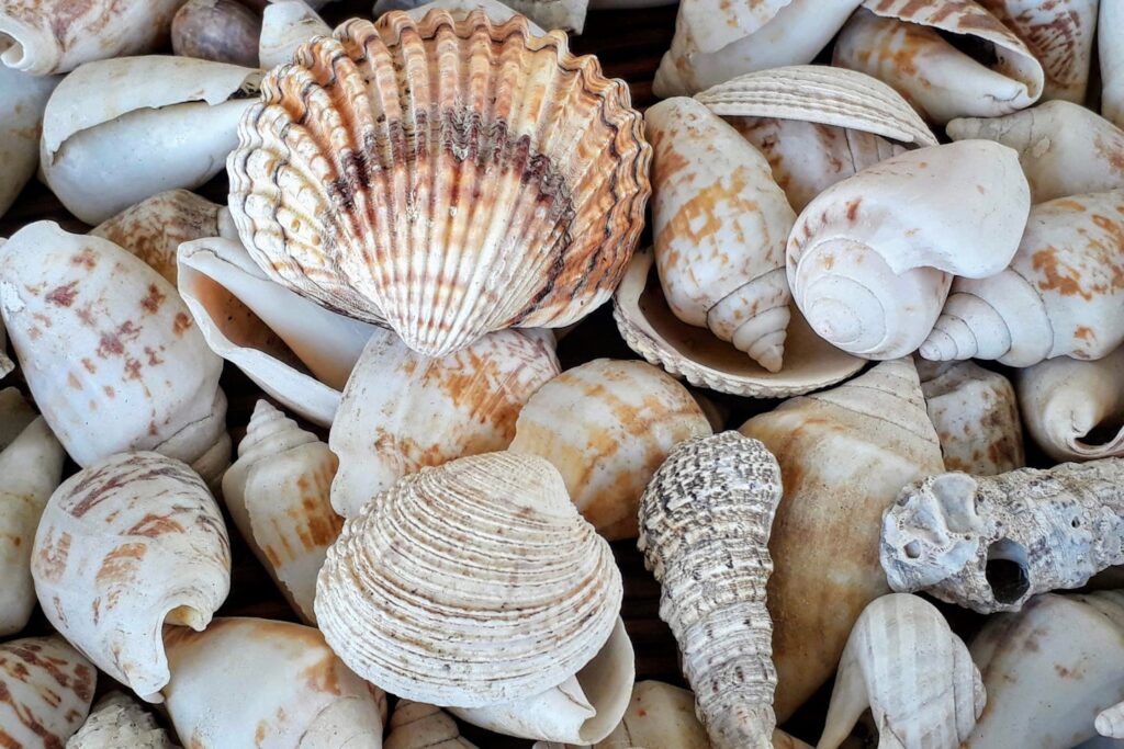 Seashells
